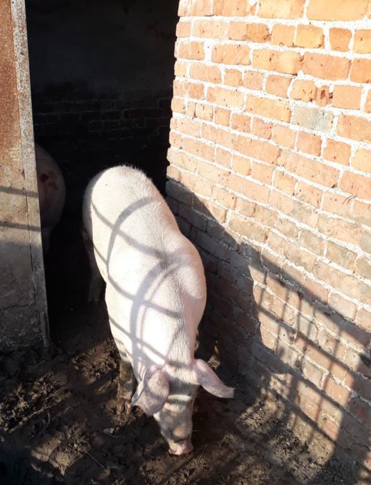 Угоено прасе за продаване