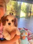 Mascul cavaliere king charles superb