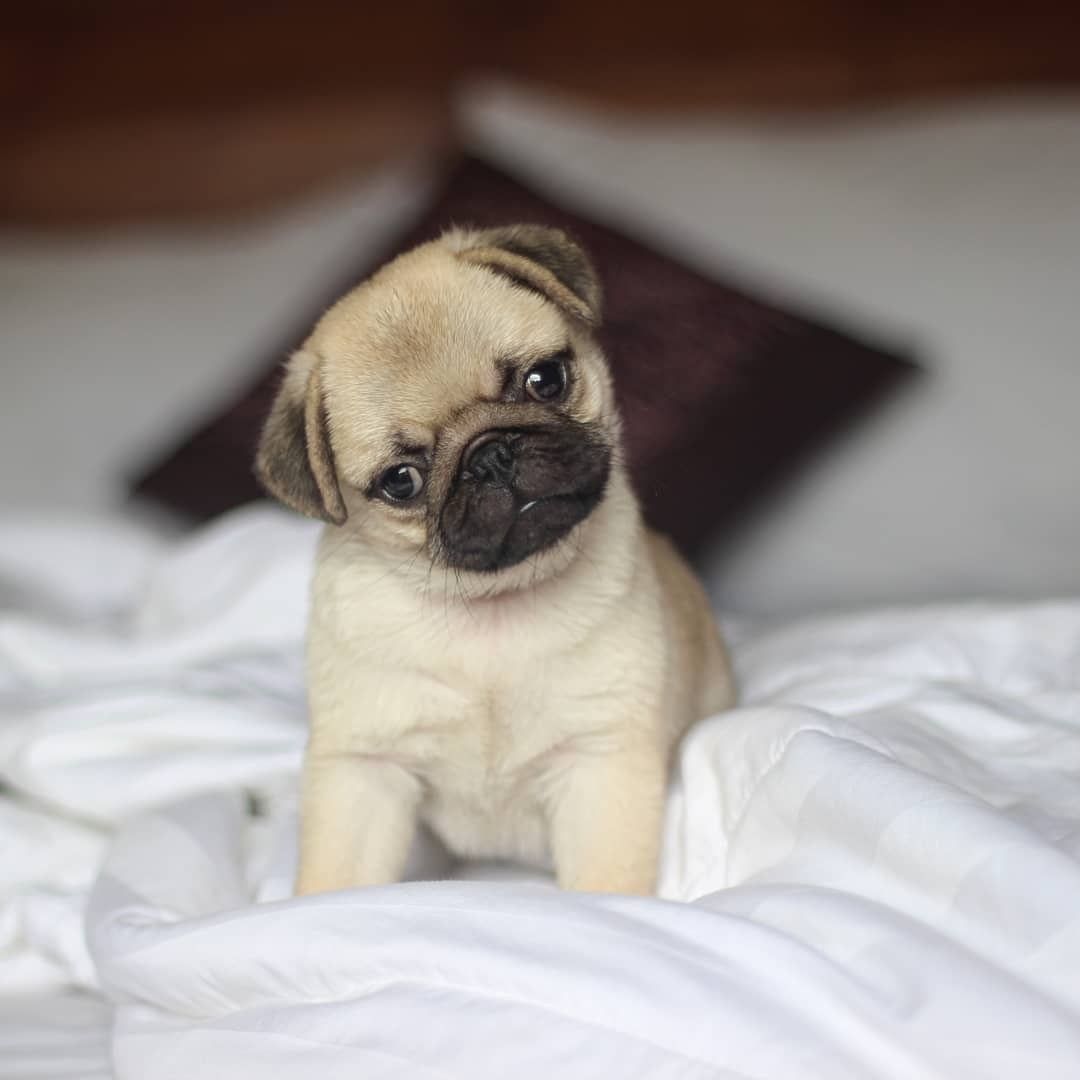 Мопс, 1,5 мес, щенки мопса