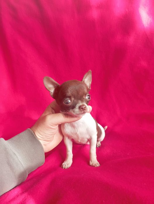 Чихуахуа шоко линия