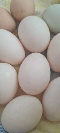 Oua proaspete de rată pekin și leșești