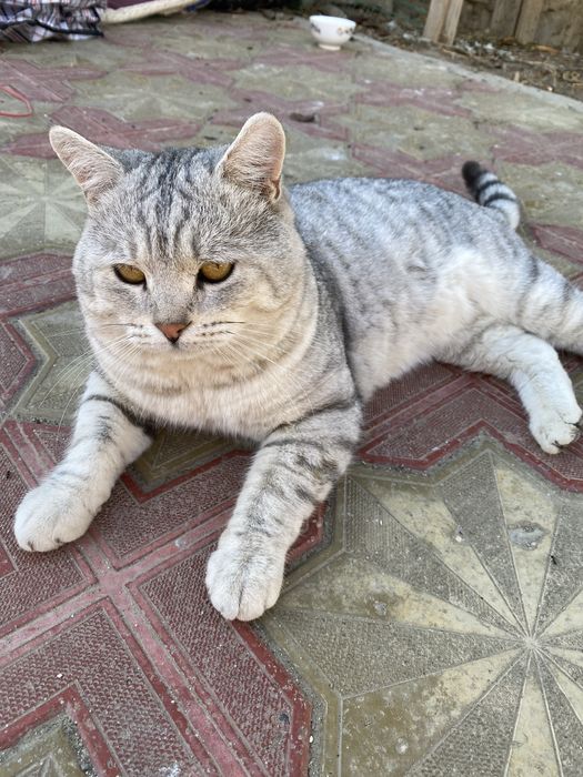 Короткошерстной британец продам