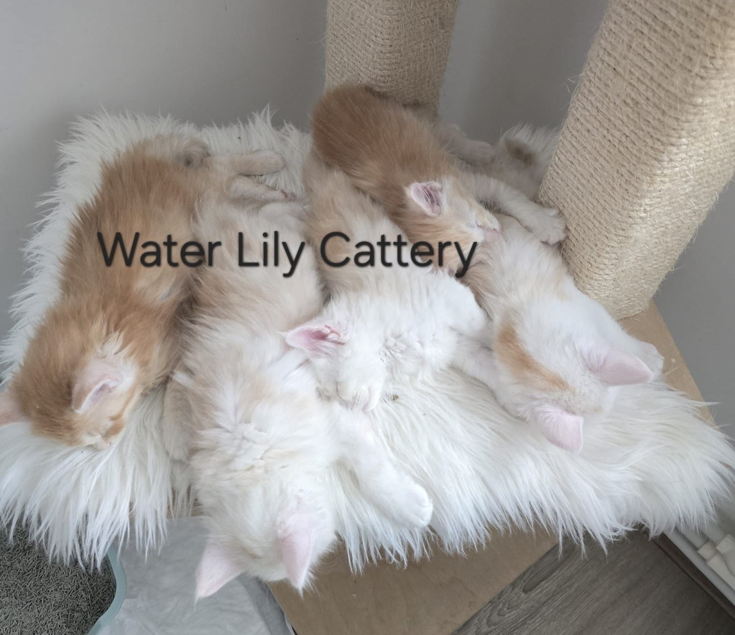 Maine Coon cu pedigree