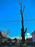 Toaletare Taiere Copaci, Pomi, Gard Viu - Servicii Firma Arborist Arad