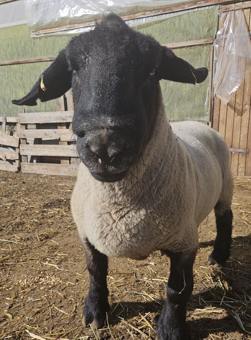 Suffolk berbec adult originar Irlanda, berbeci și mieluțe