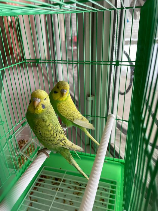 Продам пара попугай папугай