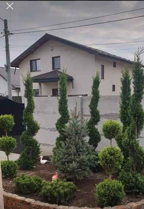 Tuia smarald Tuia leilandi columnaris mesteacăn