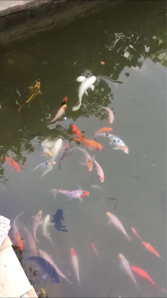 Коя кои Рыба для прудов разное размеры koi koya