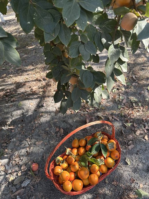 Янги пишган мазали шоколадный хурмо