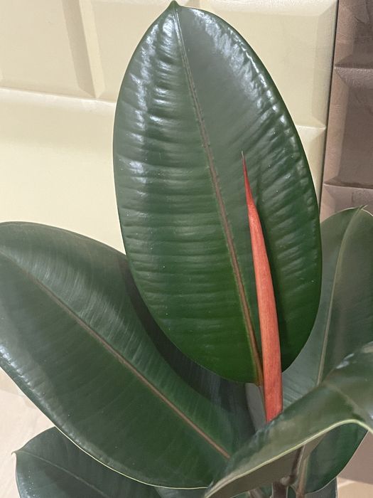 Фикус Эластика (Ficus elastica)