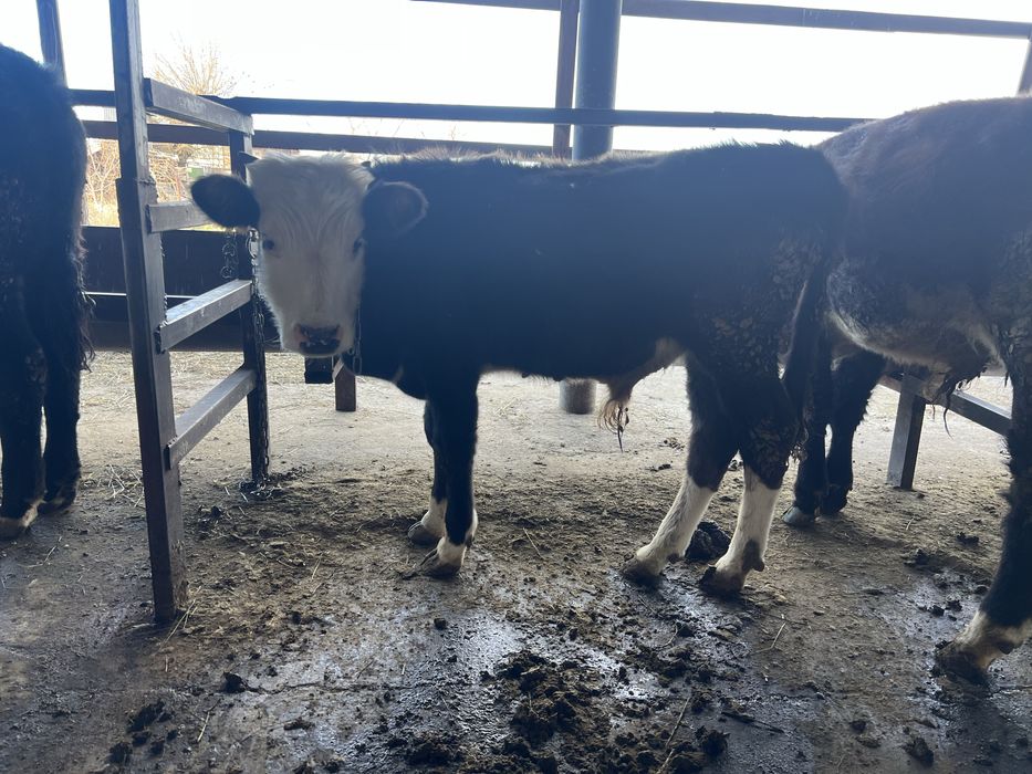 Продам бычка 7 месяцев