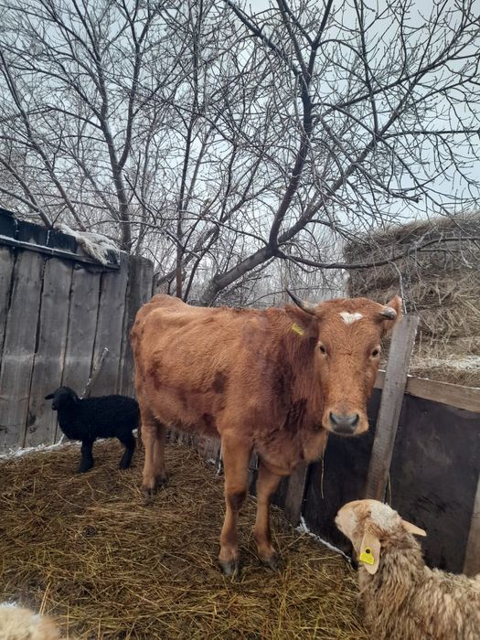 Продам корову стельную