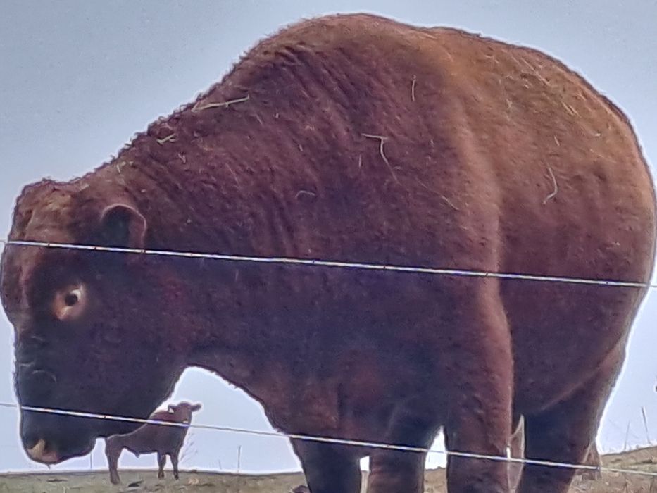 Vand taur angus de origine certificat