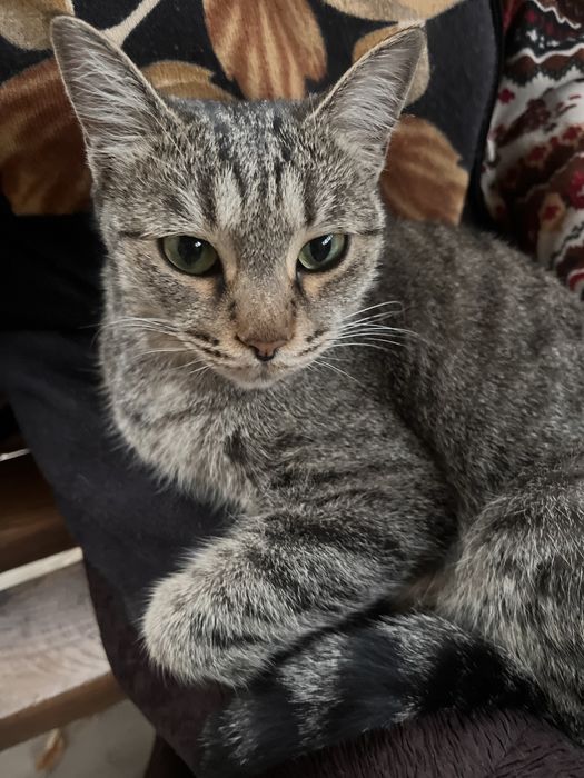 Кошка ласковая красивая