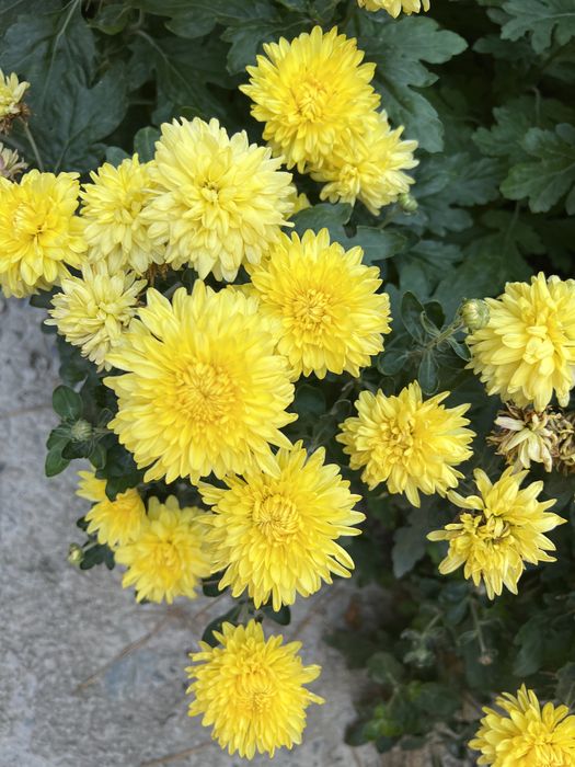 Цветы для дома, офиса, во двор итд многосезонные, цветет с лета до зим