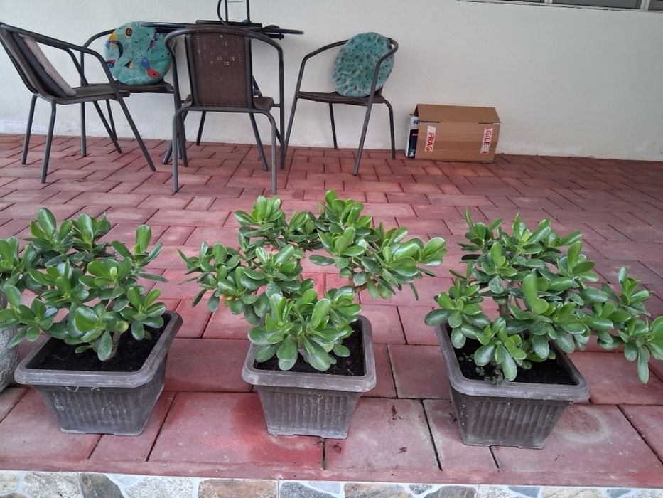 Vand arborele de jad, crassula ovata