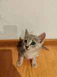 Pisoi spre adopție