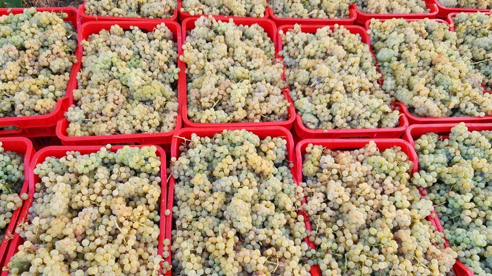 Struguri de vin pret producator soiuri alb-negru, transport gratuit