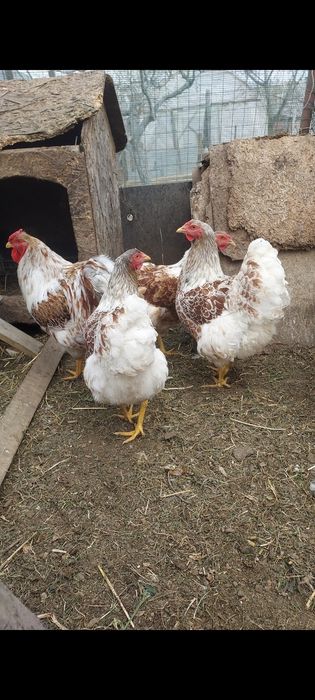 Vând găini Wyandotte și sussex