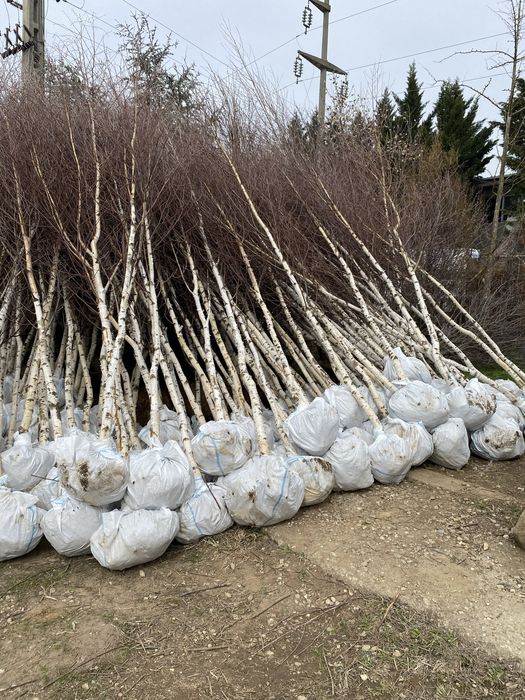 Mesteacan alb si tei