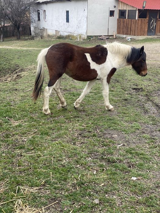 Mânză de 1,5 ani 1,30 cm