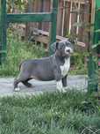 American Staffordshire Terrier