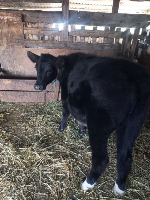 Vând vitea vând vitea