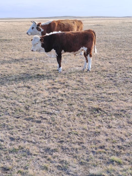 Ақбас еркек подсостар