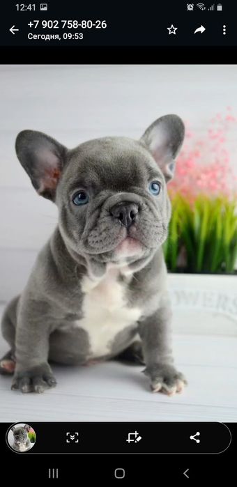 Малыши Редкого Окраса!