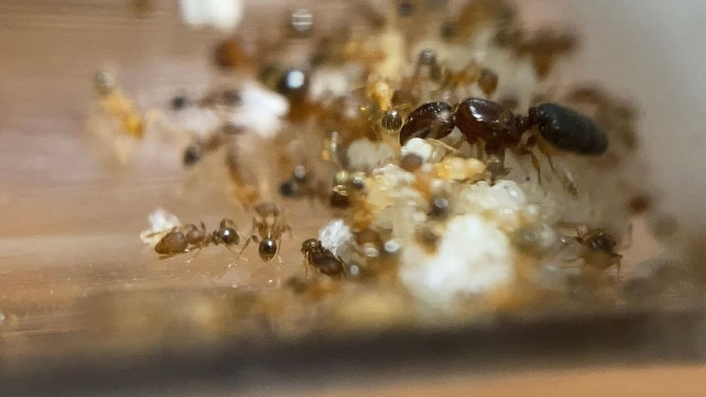 Муравьи разных видов