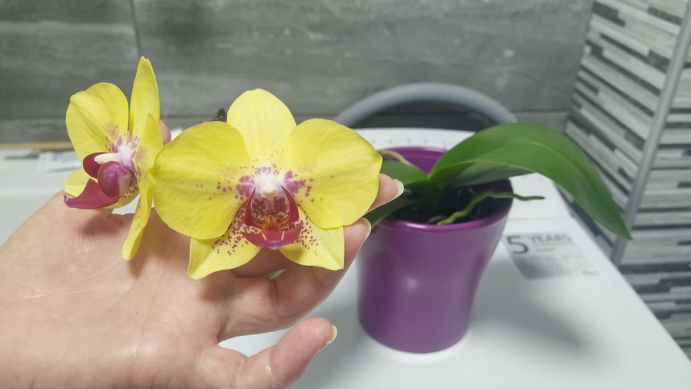 Продам орхидею Fangmei A Hot .