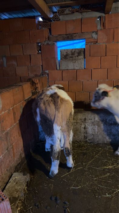 Vitei de 3 luni baltat si belgian