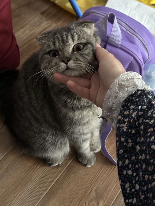 Отдам кошку в добрые руки