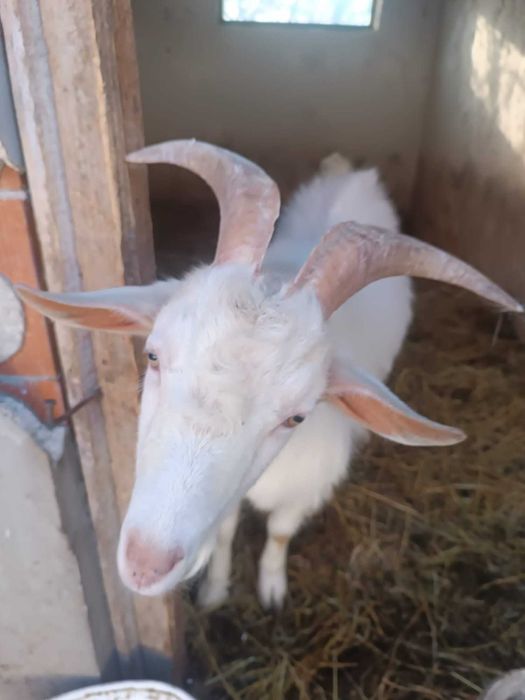 Vând țap de un an