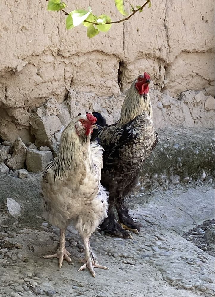 Brama xo’roz sotiladi