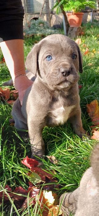 Кане корсо кученца