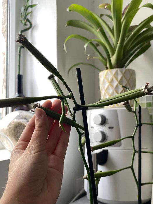 Semințe de Orchidee Phalaenopsis