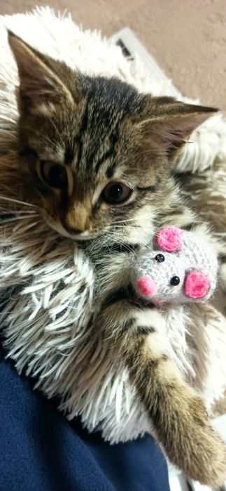 Мальчик , игривый , красивый .