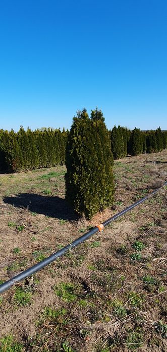 Leylandi chiparos tuia smarald