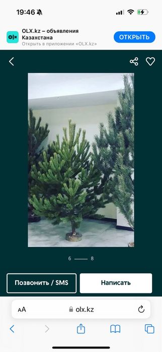 Сосна  ель Ёлка живая новогодняя