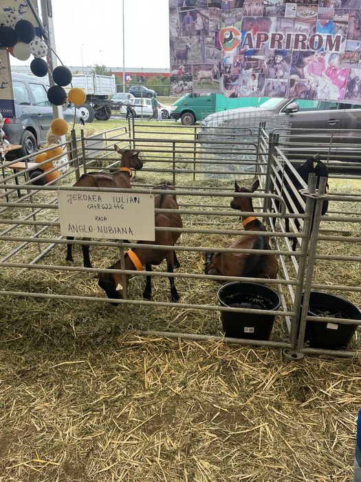 Renault Trafic 2004 disel