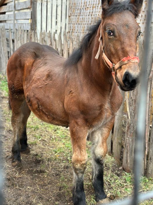 Vând mânză de 6 luni