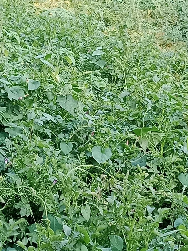 Картошка бор уз уйимда огородда хали ковланмаган,  сарик ва кизил.
