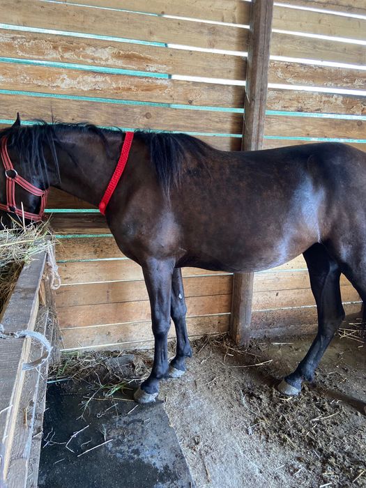 Vând sau schimb unde e cazul ofer diferență !