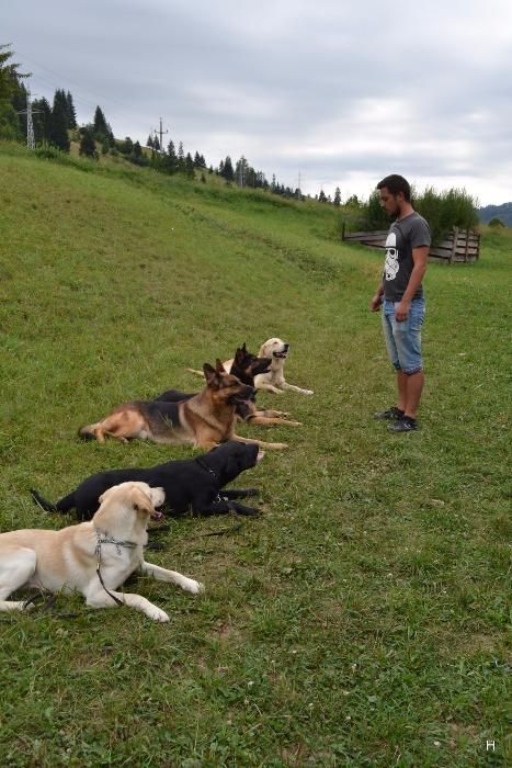 Dresaj canin Brasov