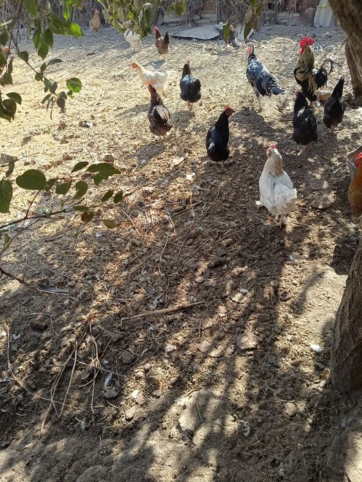 Продам домашних курей