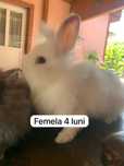 Iepuri angora,cap de leu pitici și  talie mare între 5 săpt și 11 luni