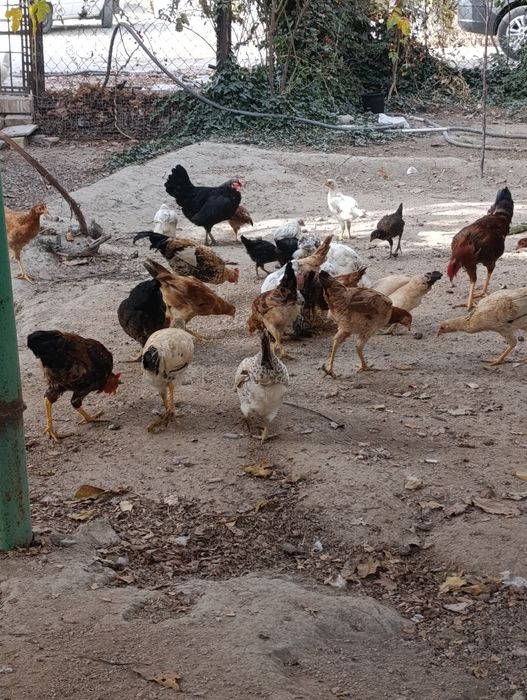 Куры домашние продам