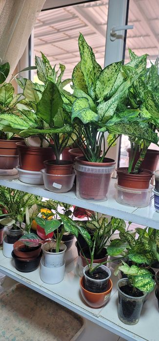 Домашние цветы...