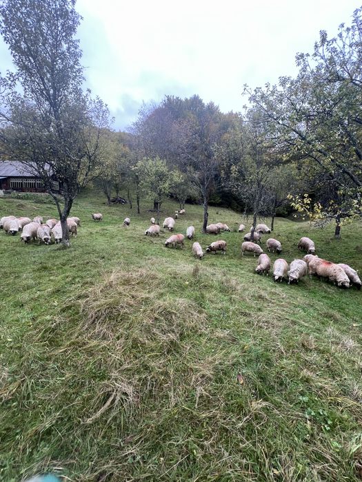 Oii de vanzare si 2 berbecii